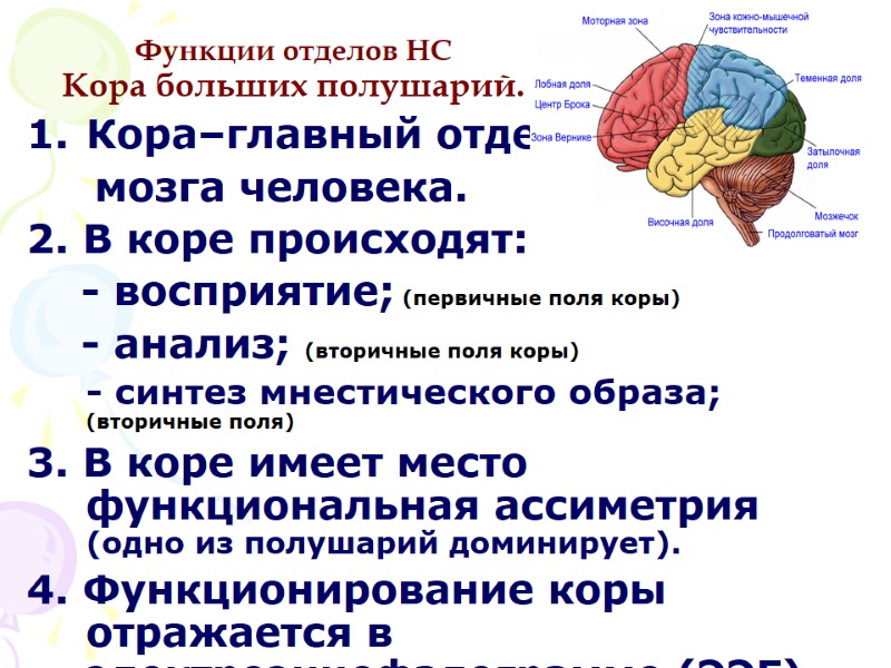 Функции отделов НС Кора больших полушарий. Кора–главный отдел      мозга